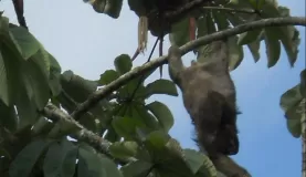 Sloth in Arenal