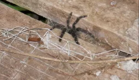 Tarantula Tirimbina Reserve