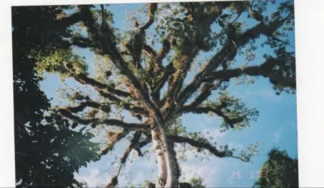 The Ceipa tree, state tree of Guatemala
