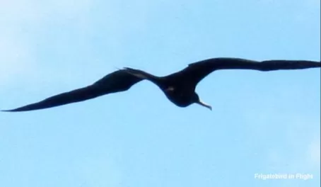 Frigatebird in Flight