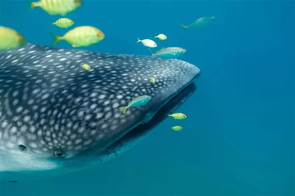 Experience whale watching in Mozambique
