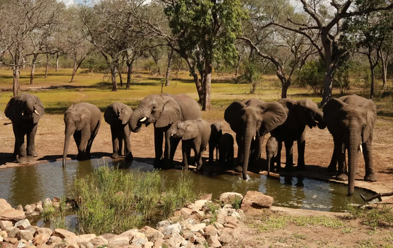 Elephants in Majete Wildlife Reserve