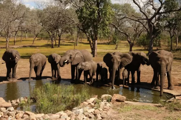 Elephants in Majete Wildlife Reserve