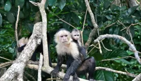 Capuchin monkey with young in Costa Rica