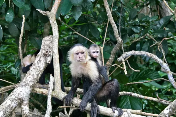Capuchin monkey with young in Costa Rica