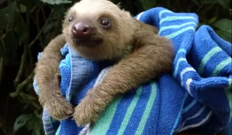 A baby three-toed sloth at a preserve in Costa Rica