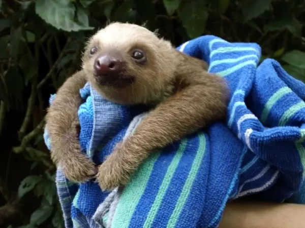 A baby three-toed sloth at a preserve in Costa Rica