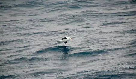 Bird watching in the Drake Passage (Albatross)