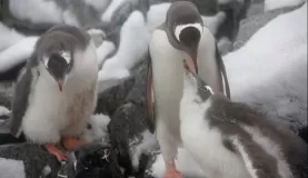 Penguins on Petermann Island