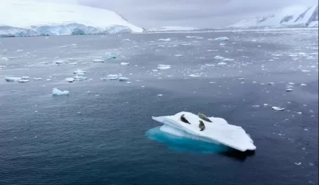 Seals on an iceberg, Lemaire Channel