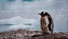 A dirty penguin, Neko Harbour