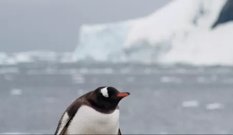 Baby penguin in Neko Harbour