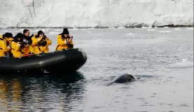 Leopard seal giving us a show