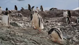 junior penguins