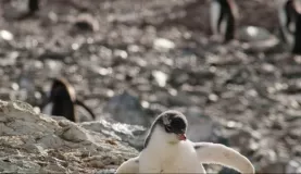 junior penguins