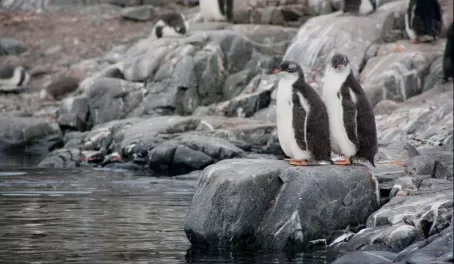 junior penguins on Goudier Island