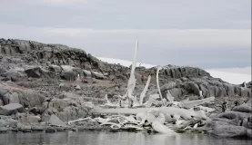 whale bones on Goudier Island