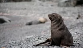 fur seal, Half Moon Island