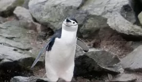 Chinstrap penguin, Half Moon Island