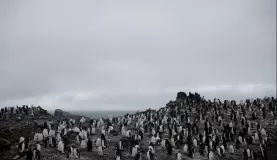 Chinstrap penguins, Half Moon Island