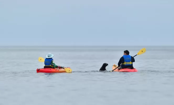 Kayaking with sea lions
