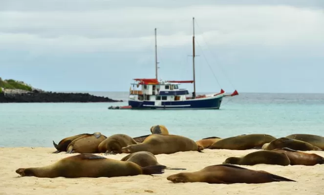 Sea lions on shore