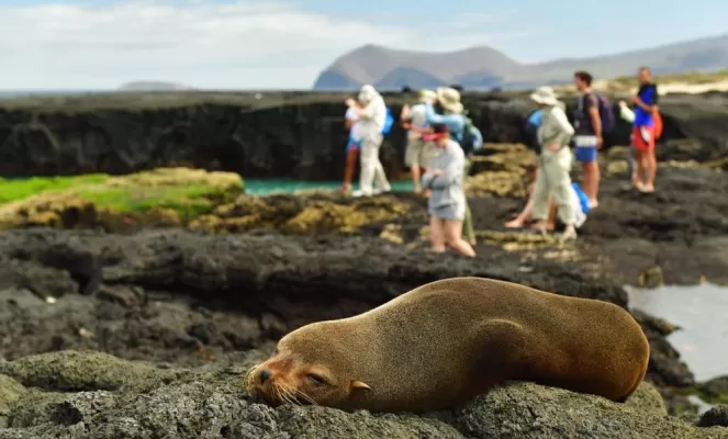 Sea lion sleeping on rocks