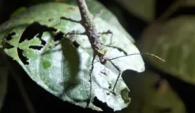 Stick-bug from first night-hike