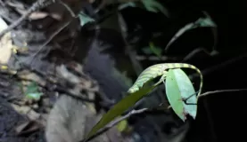 lizard during night hike