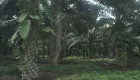 African palm plantation - 20,000 hectares near Secoya