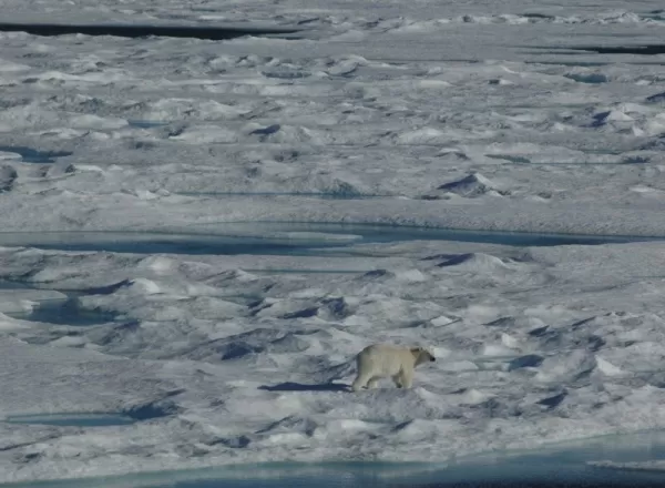 Polar Bear on Ice in Canadian Arctic
