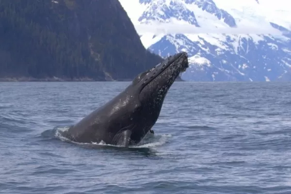 A humpback whale breaks the surface