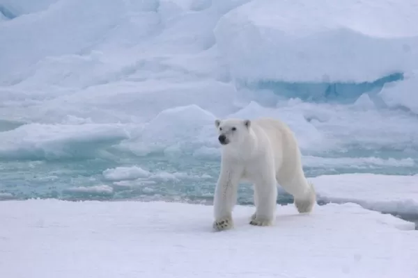 A polar bear strolls along the ice