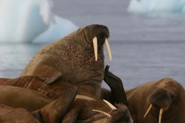 A group of walrus relax in the sunshine