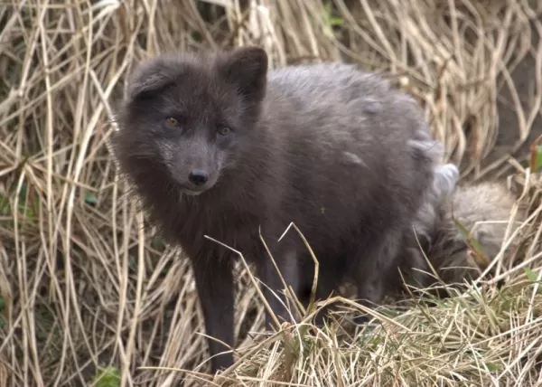 A curious arctic fox