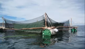 Lake Titicaca fish farm