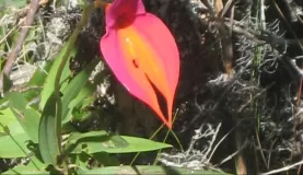 Hung over a cliff to shoot this Waqanki Orchid -Machu Picchu