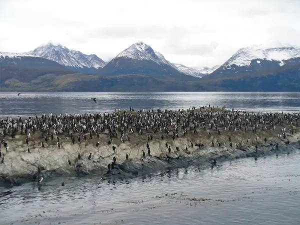 Cormorants along the shore