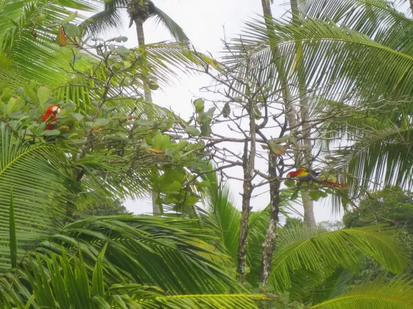 Scarlet Macaws seen during Costa Rica vacation