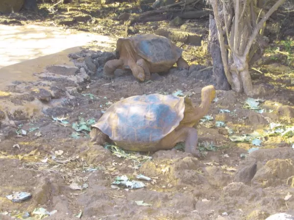 See Galapagos tortoises during a tour to the Charles Darwin Research Station