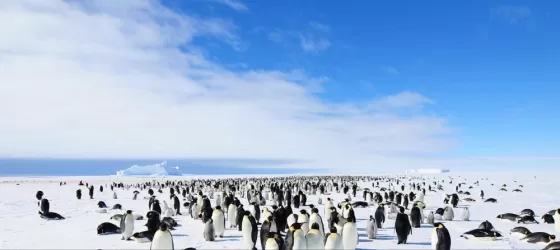 Emperor's Penguin Colony in Atka Bay