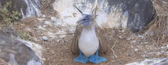 Blue-footed Boobie seen during Galapagos cruise