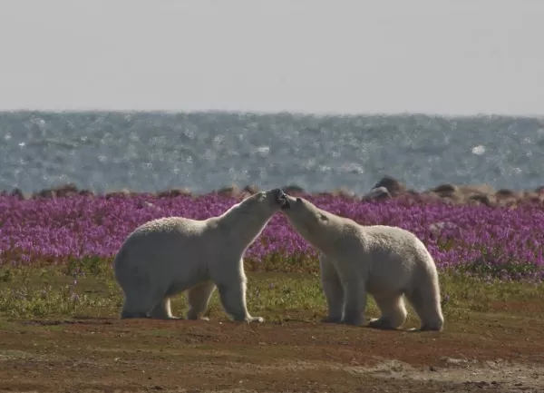 Polar bears in the bay