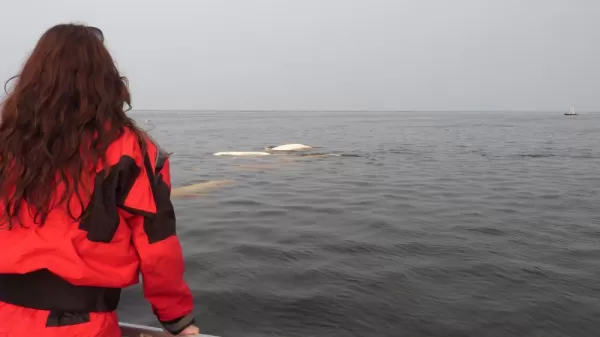 Zodiac tours to view beluga whales