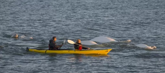 Kayaking with Belugas