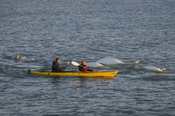 Kayaking with Belugas