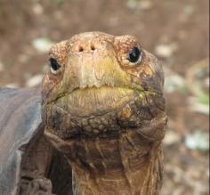 Wildlife of the Galapagos archipelago