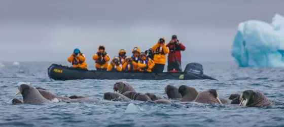 Guests in a Zodiac encountering a group of Walrus