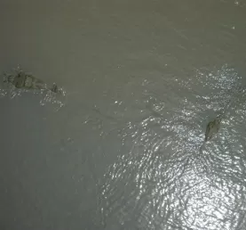 Crocodiles below