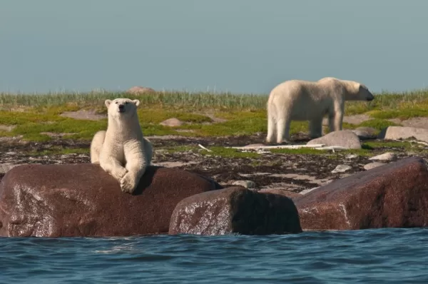 Polar Bears hanging by the water